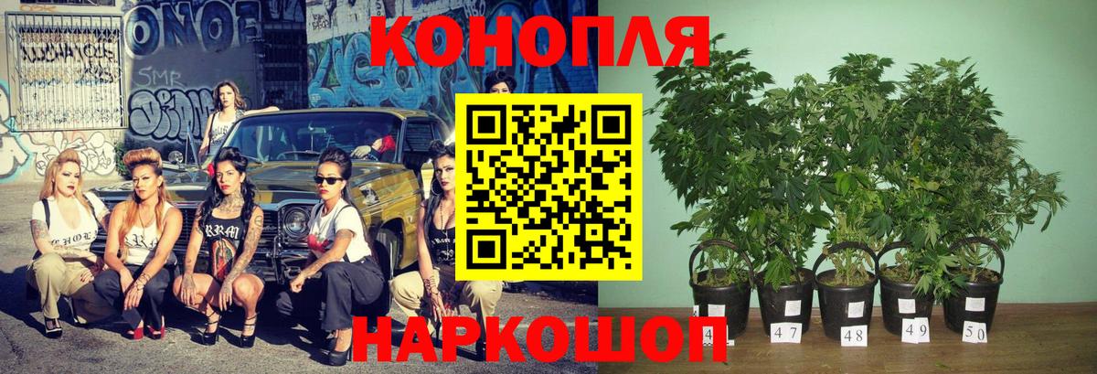 Бошки Шишки конопля  Каннабис план  Ртищево  Вход с VPN  Бошки Шишки White Widow  Бошки Шишки ГИДРОПОН 